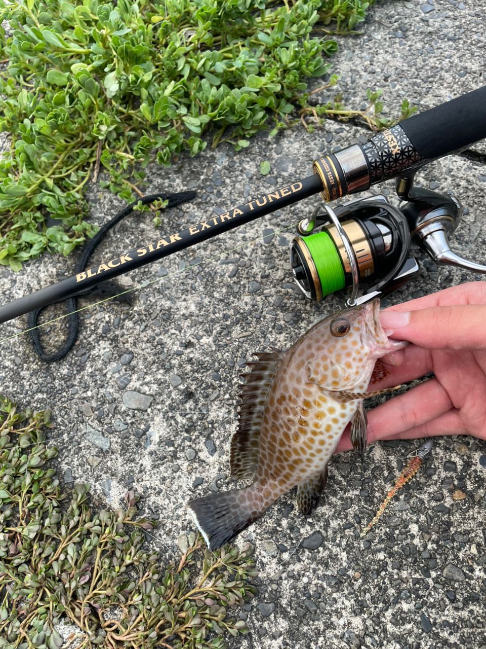 DAIWA - 20ルビアス FC LT 2500S-XH zeniya-tsurigu_2276405