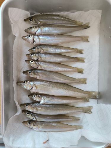 シロギスの釣果