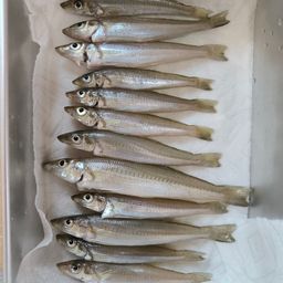 シロギス