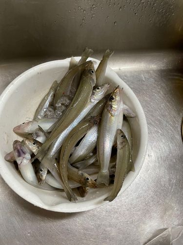 キスの釣果