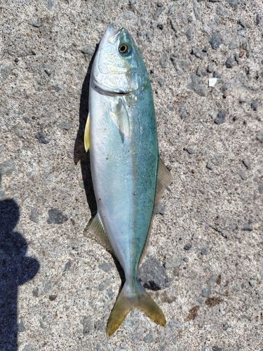 フクラギの釣果