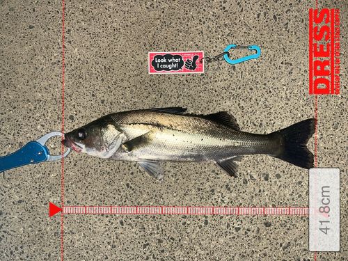 シーバスの釣果