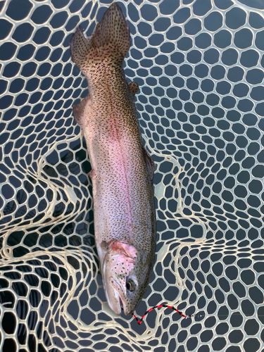ニジマスの釣果