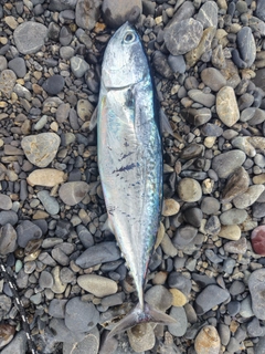 マルソウダの釣果