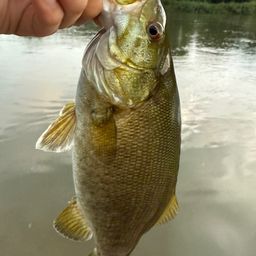 スモールマウスバス