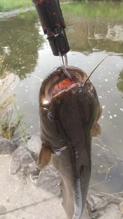 ナマズの釣果