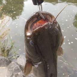 ナマズ