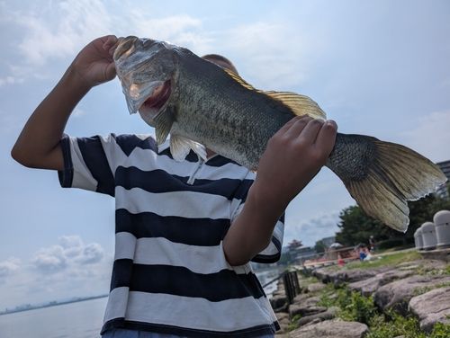 ブラックバスの釣果