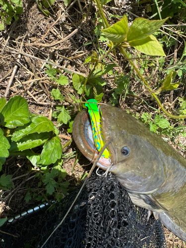 ナマズの釣果