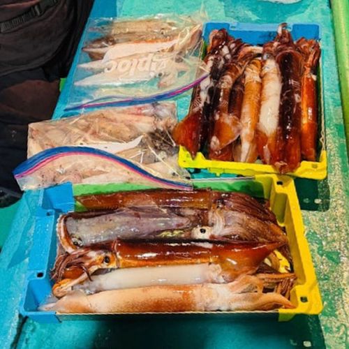 スルメイカの釣果