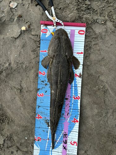 マゴチの釣果