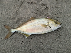 ショゴの釣果