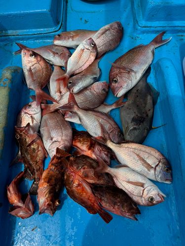 マダイの釣果