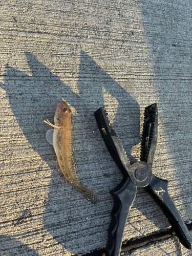 ハゼの釣果