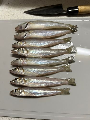 キスの釣果
