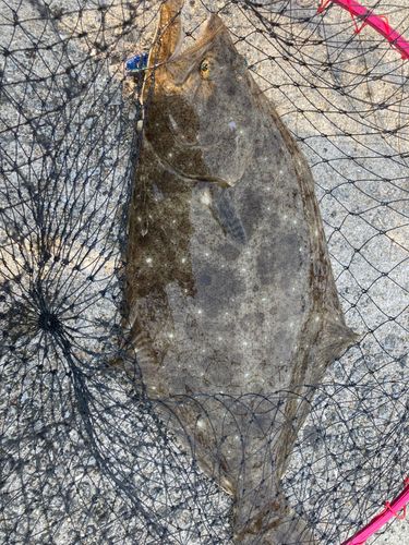 ヒラメの釣果
