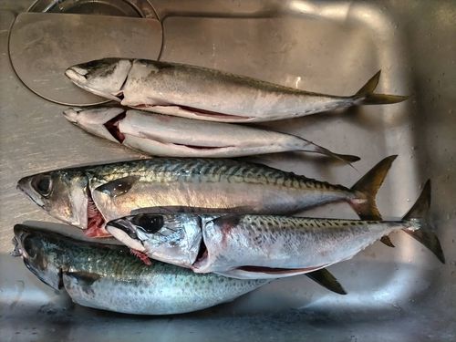マサバの釣果