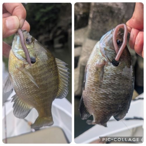 ブルーギルの釣果