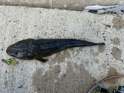 マゴチの釣果