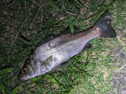 セイゴ（ヒラスズキ）の釣果