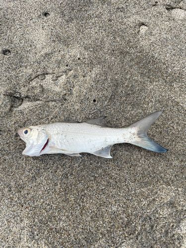 ツバメコノシロの釣果
