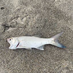 ツバメコノシロ