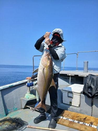 ヒレナガカンパチの釣果