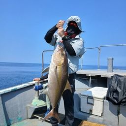 ヒレナガカンパチ