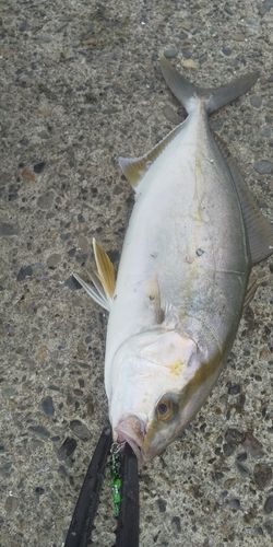 ショゴの釣果