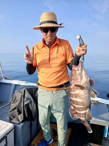 マハタの釣果