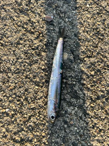 イワシの釣果