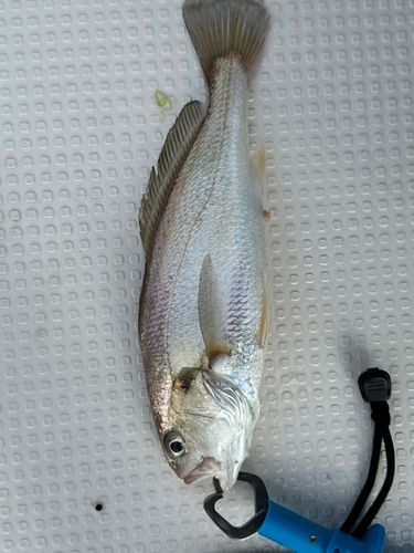 イシモチの釣果