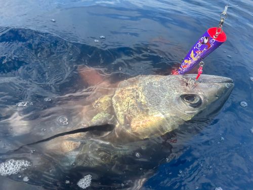 クロマグロの釣果