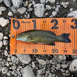 スモールマウスバス