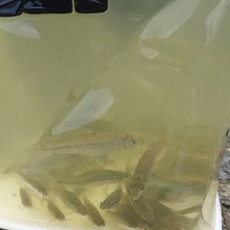 テナガエビ