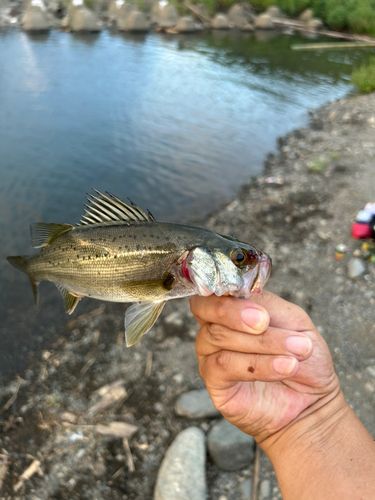 セイゴ（マルスズキ）の釣果