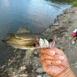 セイゴ（マルスズキ）