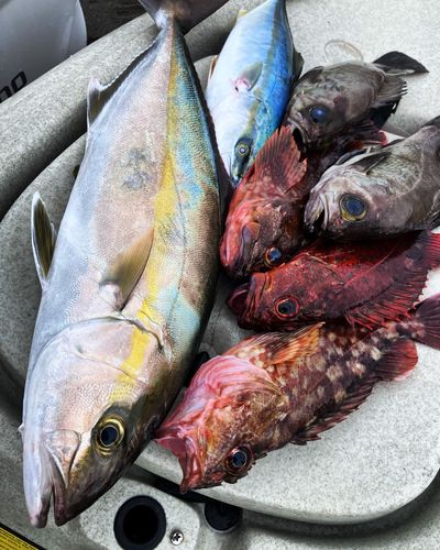 カンパチの釣果