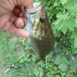 スモールマウスバス