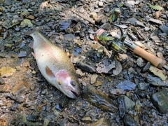 ニジマスの釣果