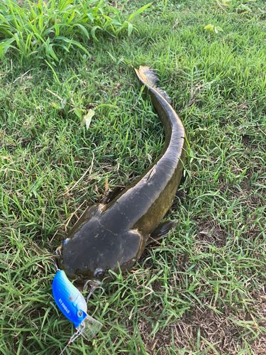 ナマズの釣果