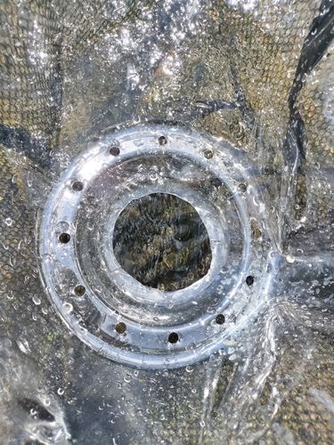 コアユの釣果