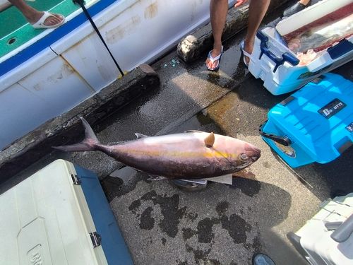 カンパチの釣果