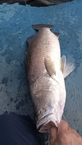 バラマンディの釣果