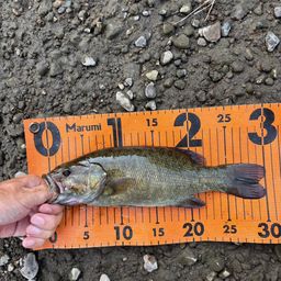 スモールマウスバス