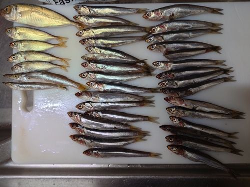 アジの釣果
