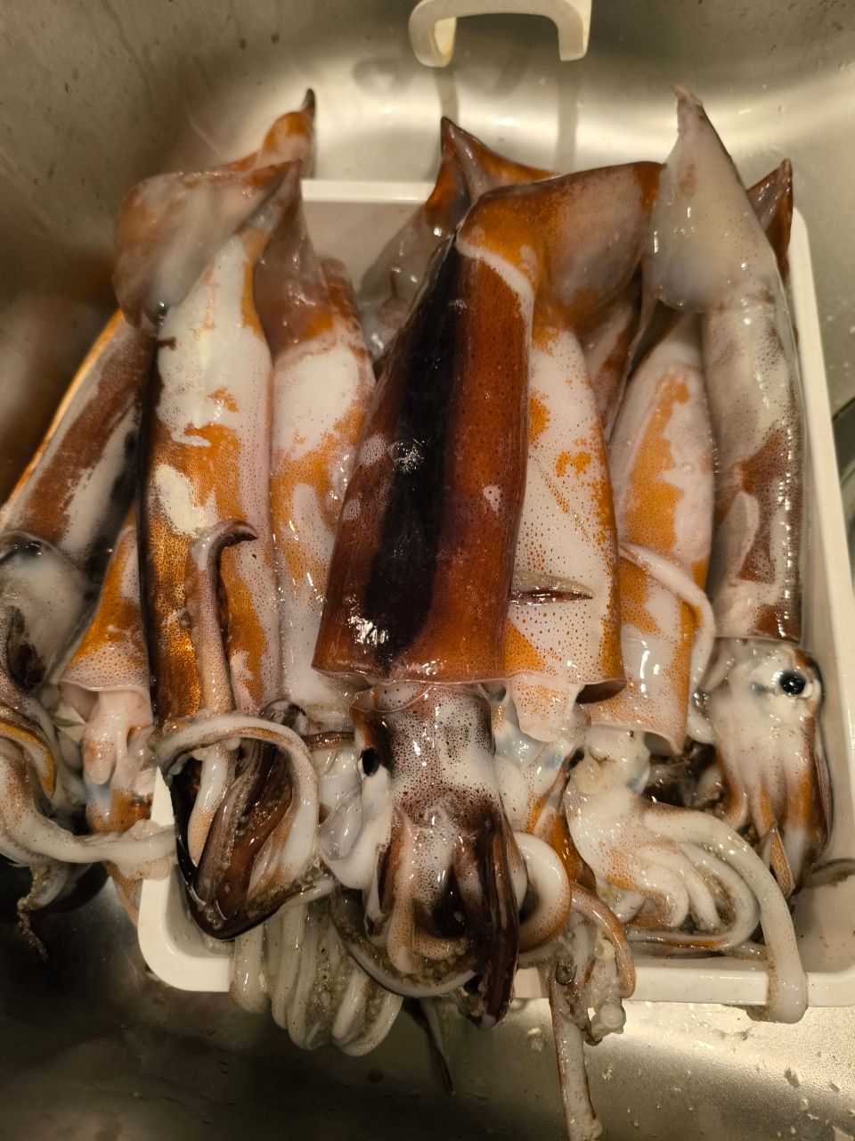 Guest51170623さんの釣果 1枚目の画像