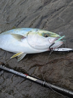 イナダの釣果