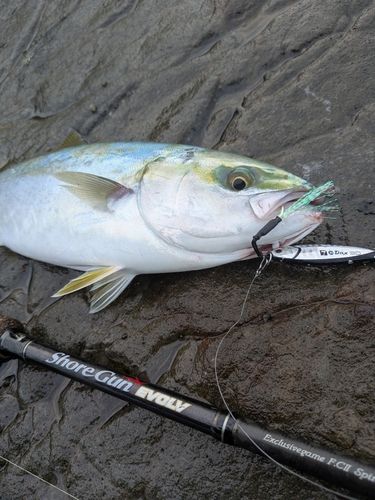 イナダの釣果