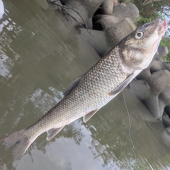 ニゴイの釣果